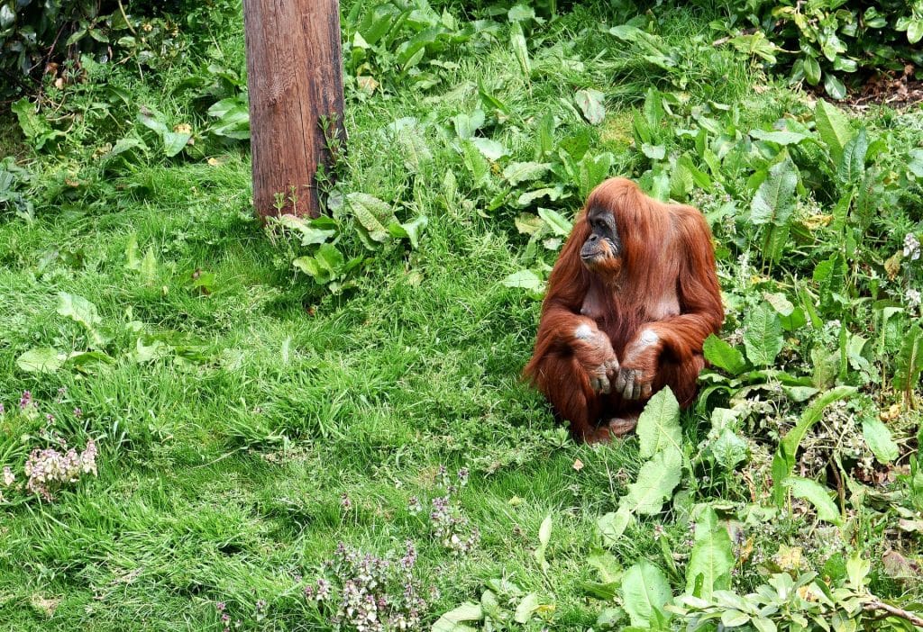 Orang-oetan zittend tussen het groen in de jungle van Borneo.