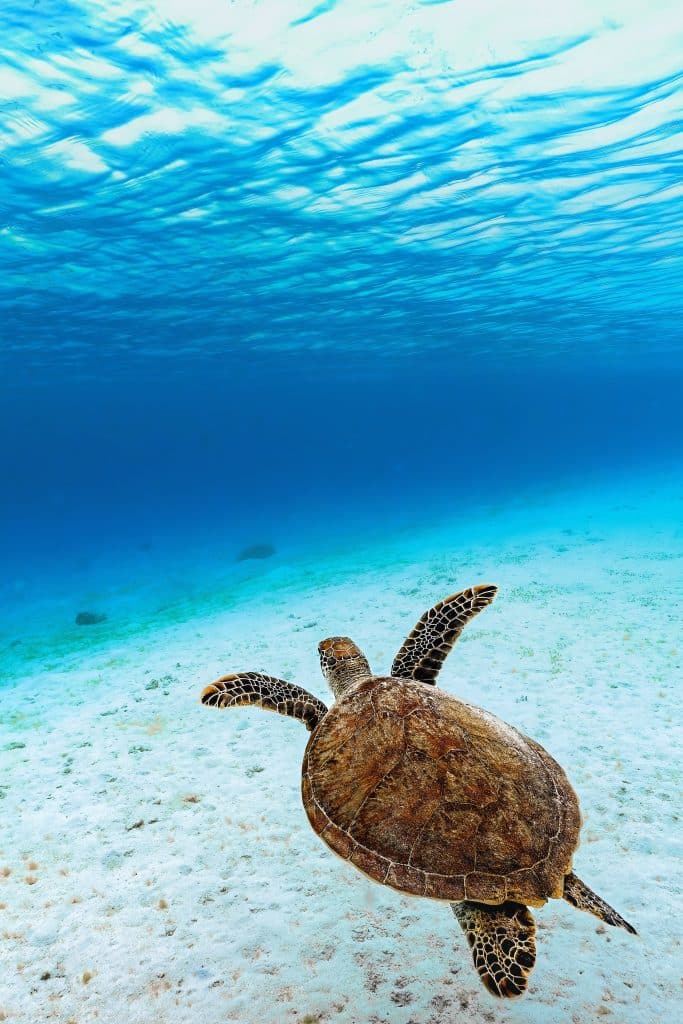 Zeeschildpad zwemt in helderblauw water boven zandbodem