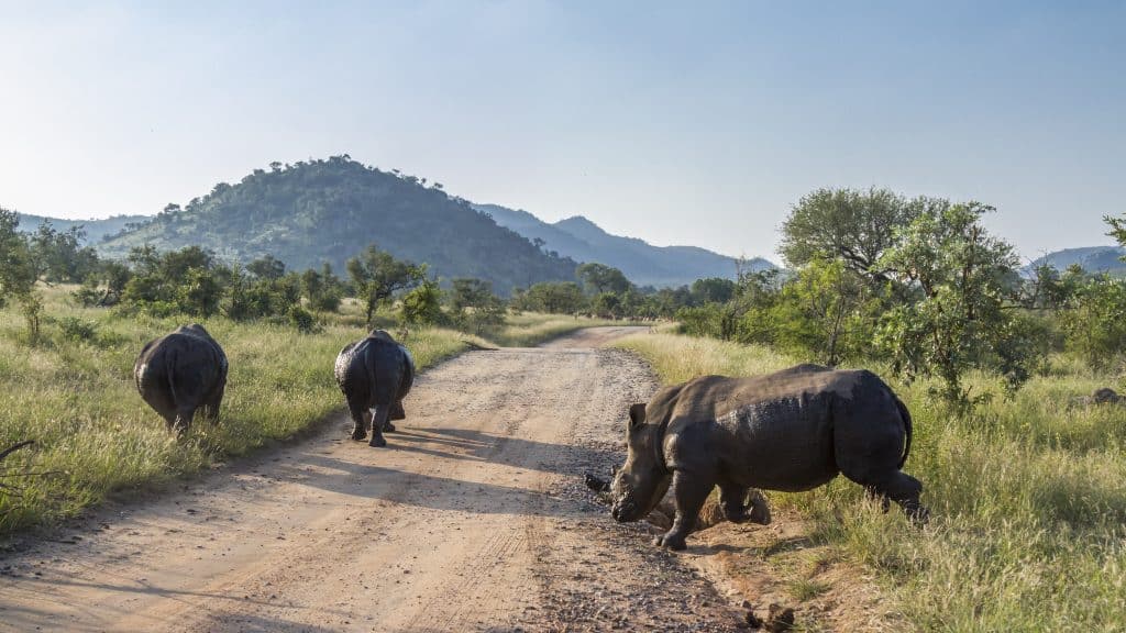 Neushoorns steken een zandweg over in Kruger National Park, Zuid-Afrika