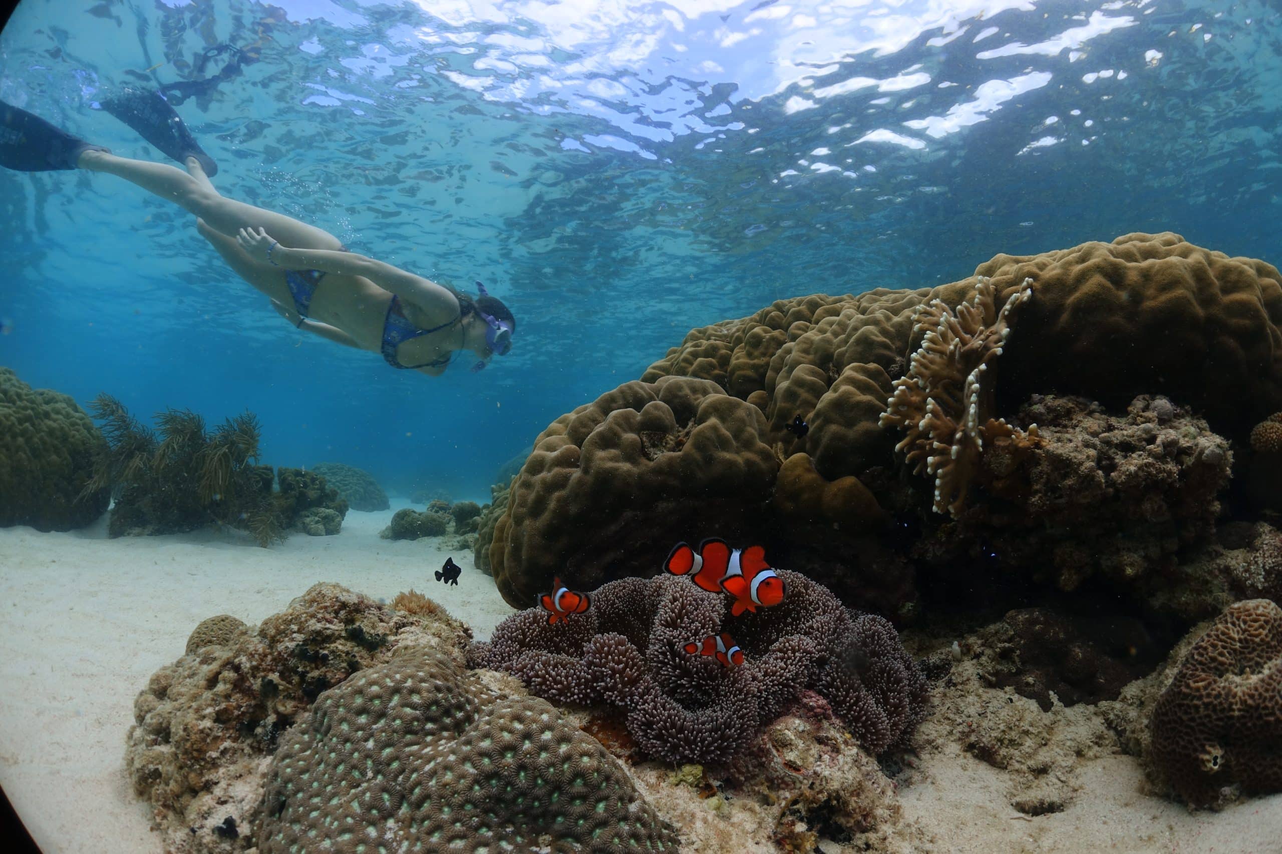 Snorkelaar boven koraalrif bij de Bahama's