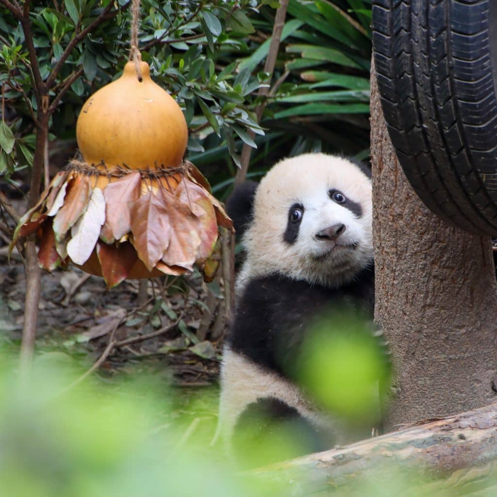 Jonge panda bij boom en bladdecoratie in China | panda's spotten