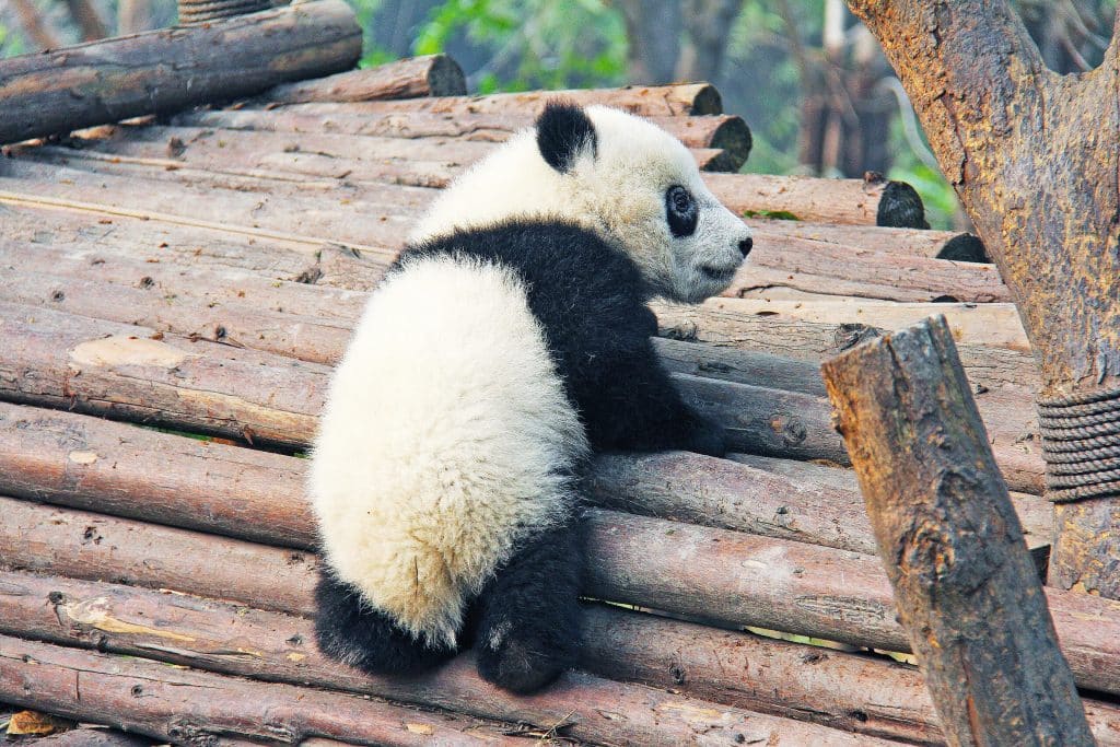 Jonge panda op houten constructie in China