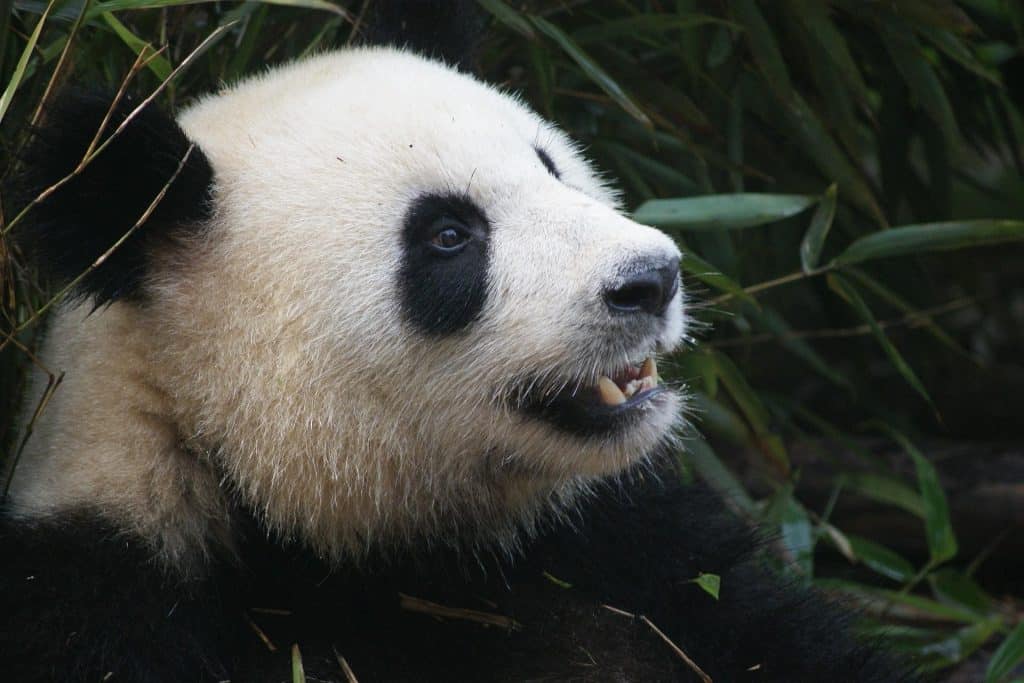 Volwassen reuzenpanda tussen bamboe in China