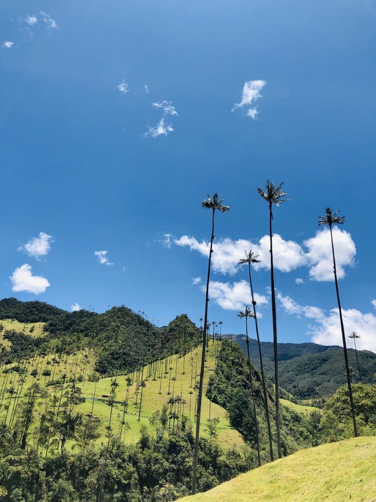 Hoge waspalmen in de Cocora Vallei in Colombia