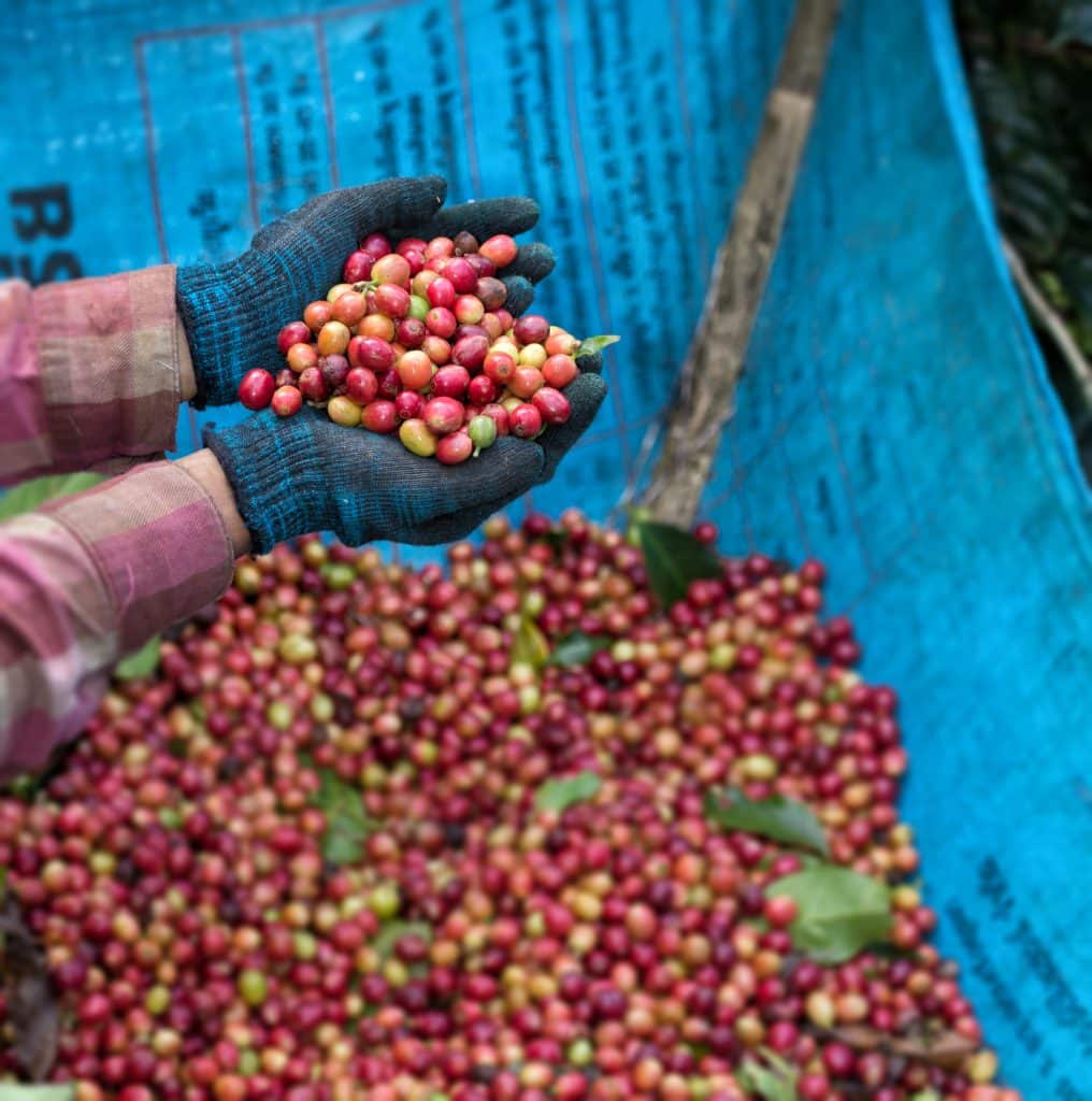 Handen vol verse koffiebonen in Colombia