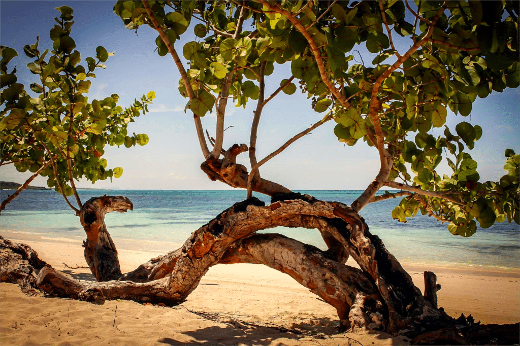 Boom langs het strand aan de kust van Colombia