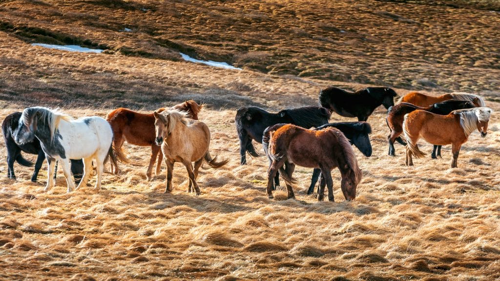 Groep IJslandse paarden in open landschap