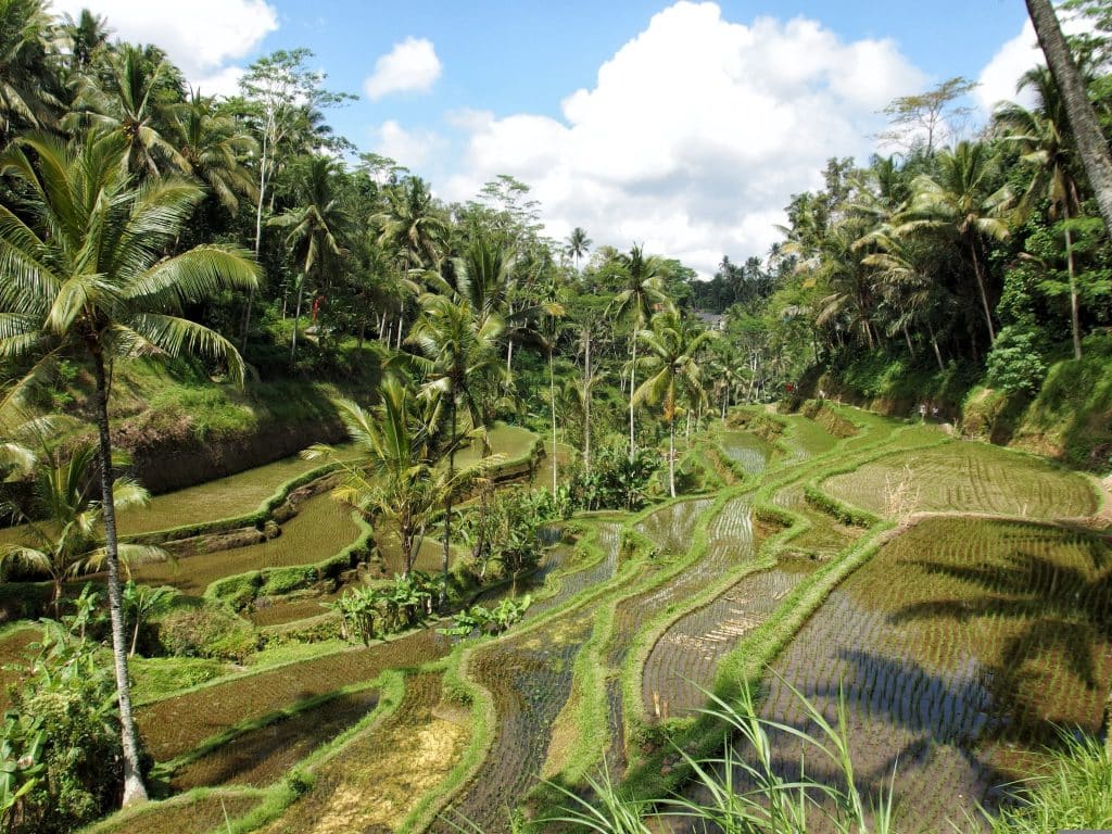 Rijstterrassen bij Ubud op Bali, Indonesië