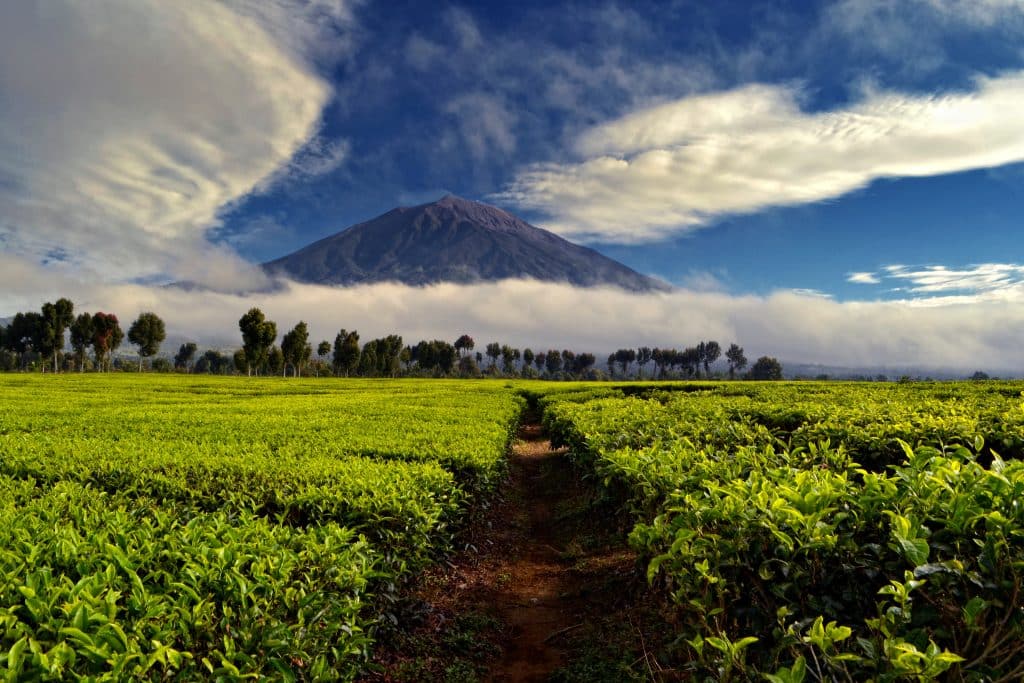 Theeplantage met vulkaan op Sumatra, Indonesië