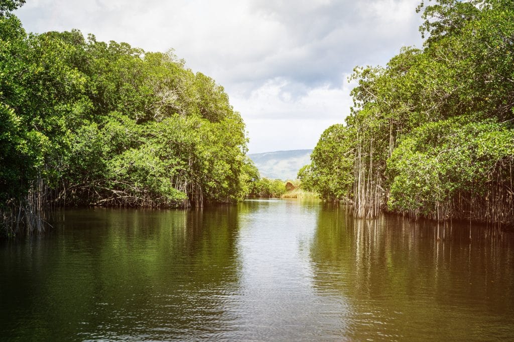 Rivier met mangrovebossen in Jamaica