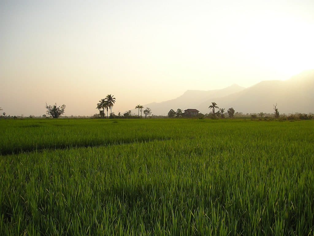 Uitgestrekt rijstveld bij zonsopgang in Laos