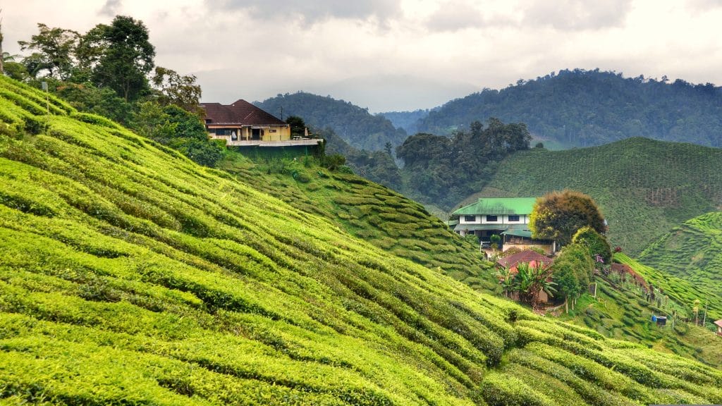 Groene theeplantages in Cameron Highlands, Maleisië