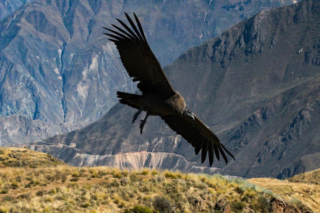 Condor in vlucht boven kloof in Peru
