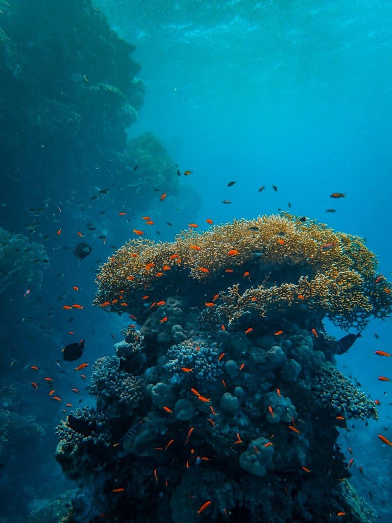 Onderwaterzicht op koraalrif en vissen bij de Bahama's