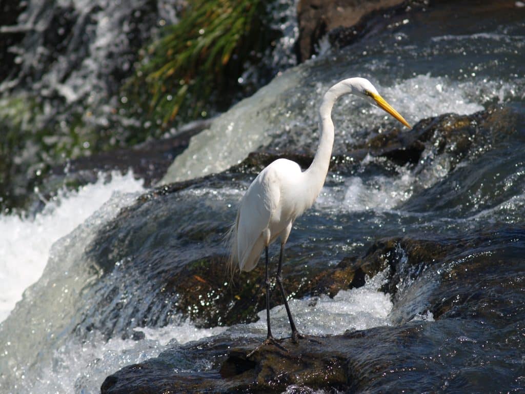 Witte reiger bij stromend water in Iguazú, Argentinië