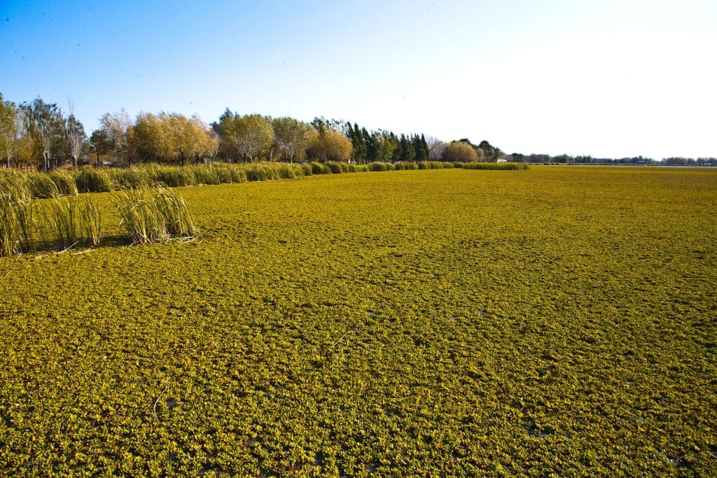 Uitgestrekte groene vlakte in de Pampas, Argentinië