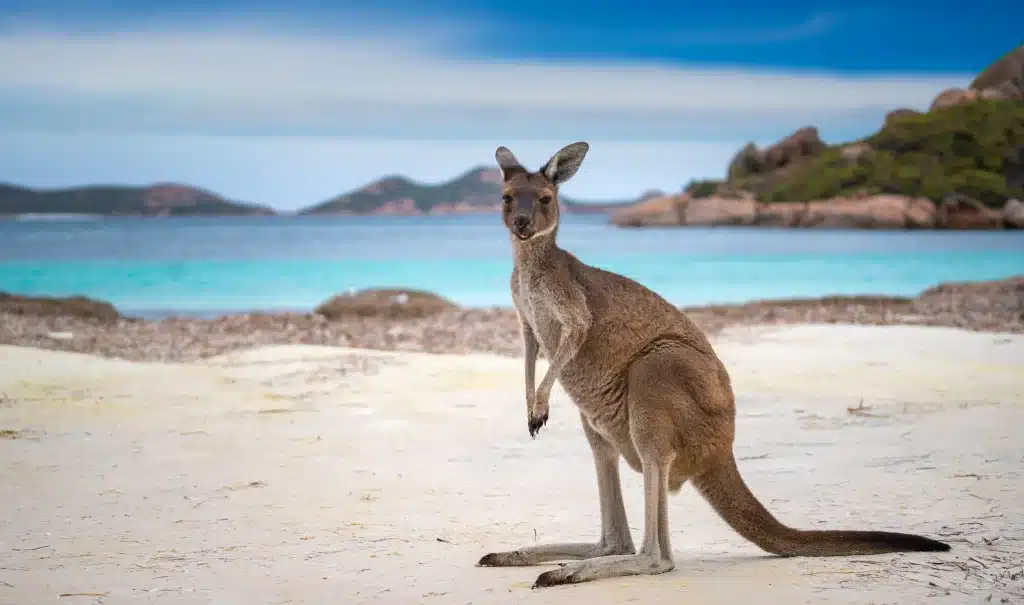 Kangoeroe op strand bij helderblauwe zee in Australië