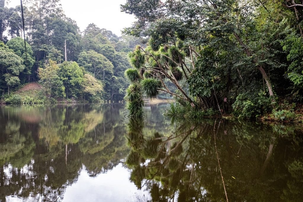 Spiegelende vijver omringd door jungle in Sepilok, Borneo