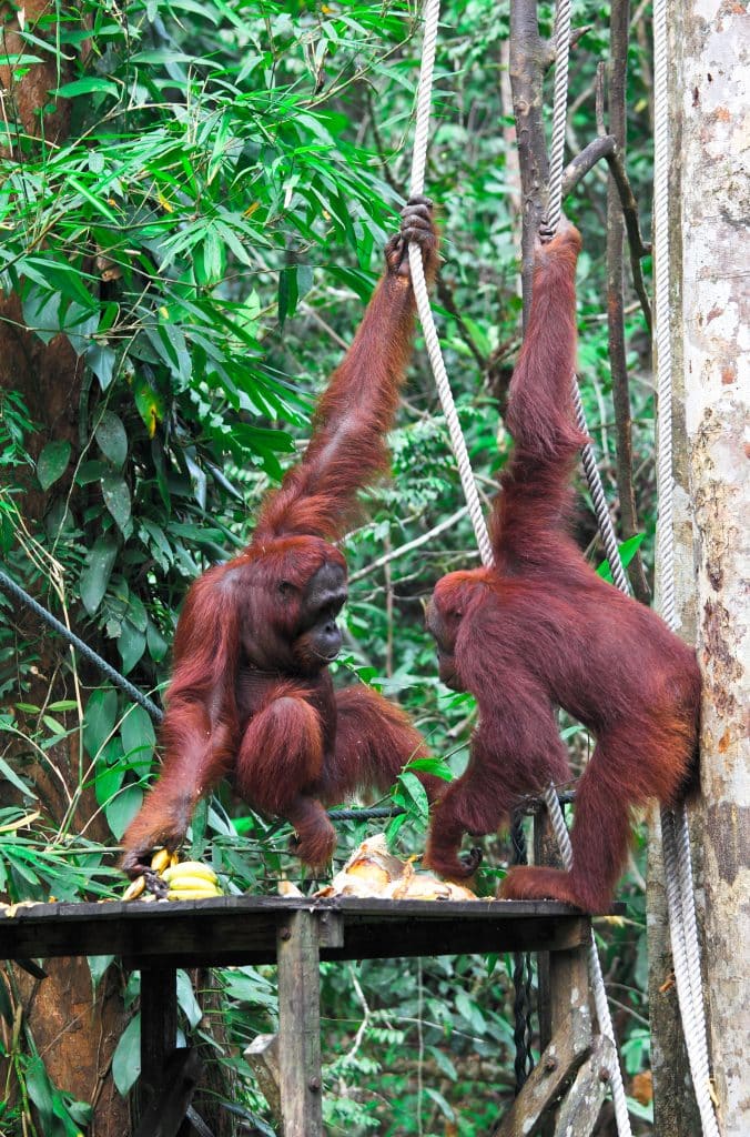 Twee orang-oetans in jungle bij Semenggoh, Borneo