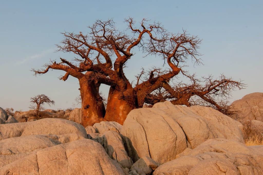 Baobabboom tussen rotsen bij zonsondergang in Botswana