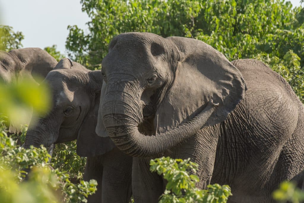 Olifanten tussen groen struikgewas in Caprivi-strook | rondreis botswana