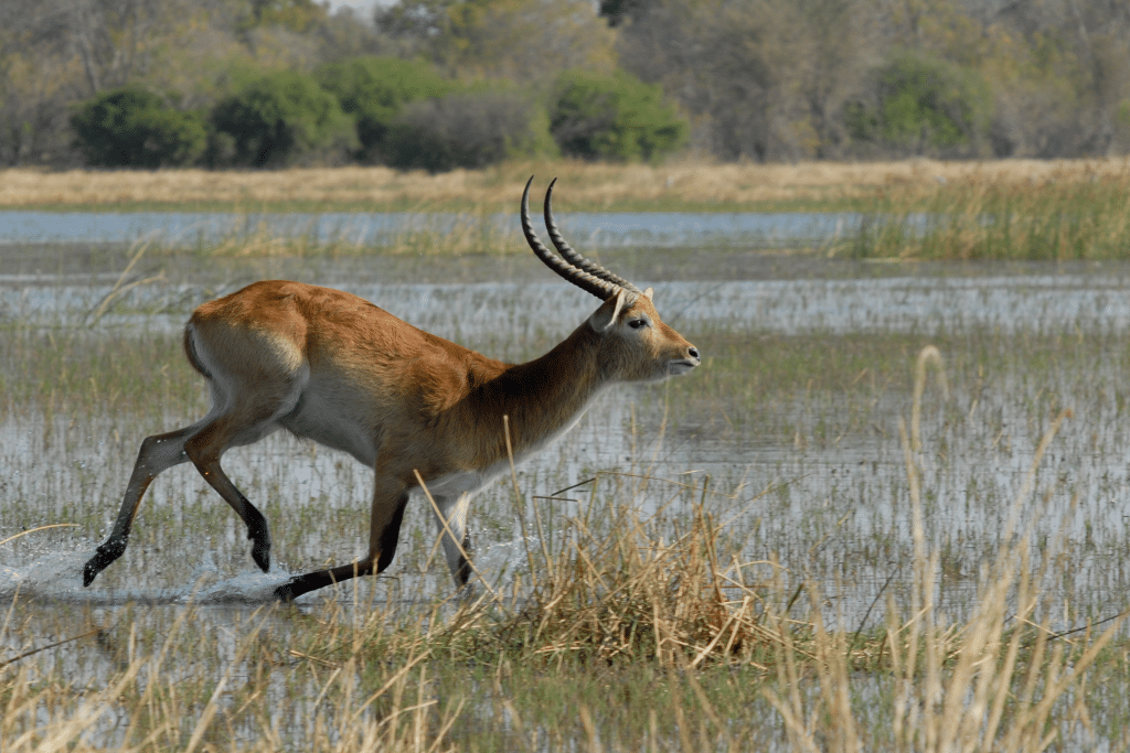 Antilope loopt door nat grasland in Botswana