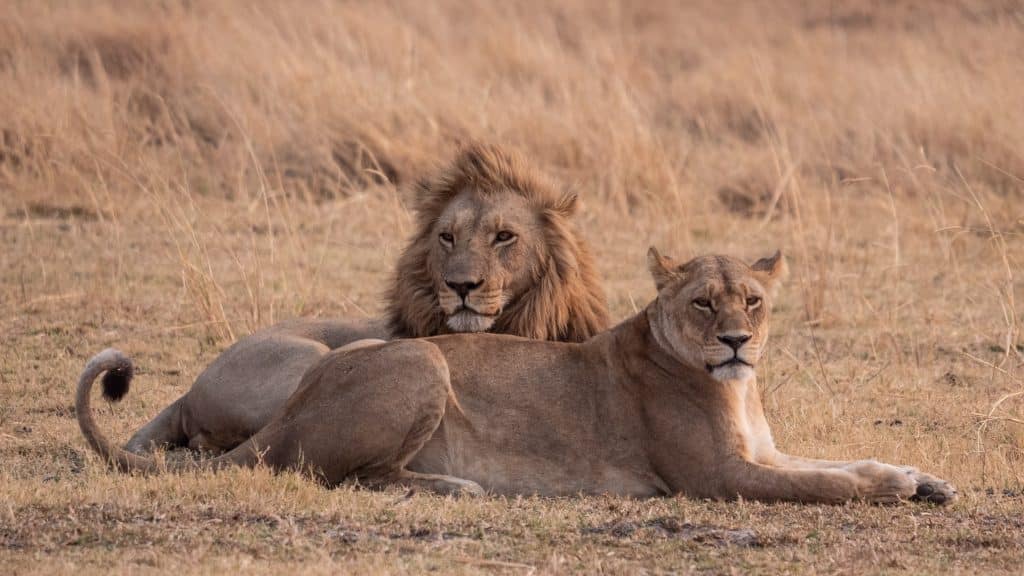 Twee leeuwen rusten in droog grasland in Botswana