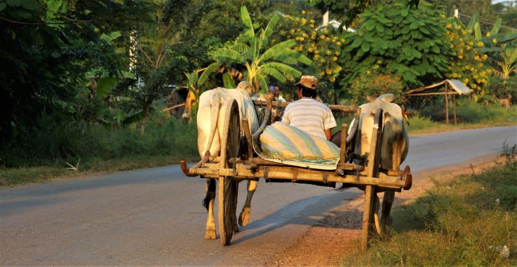 Ossenkar op landelijke weg in Cambodja