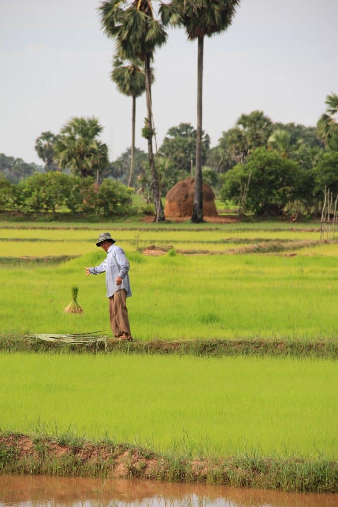 Boer werkt in rijstveld bij Siem Reap, Cambodja