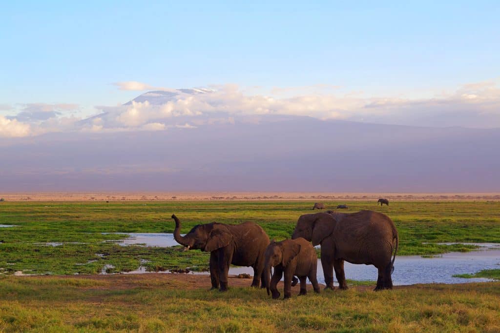 Olifanten met jong in Amboseli National Park, Kenia
