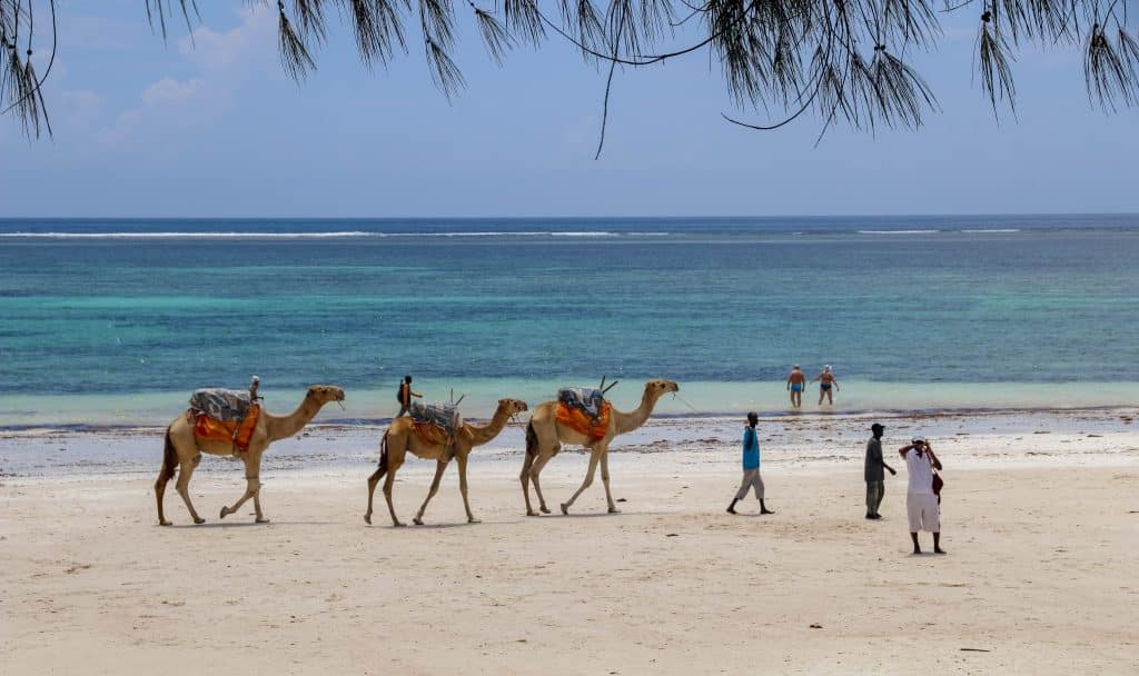 Kamelen op het strand van Diani Beach, Kenia