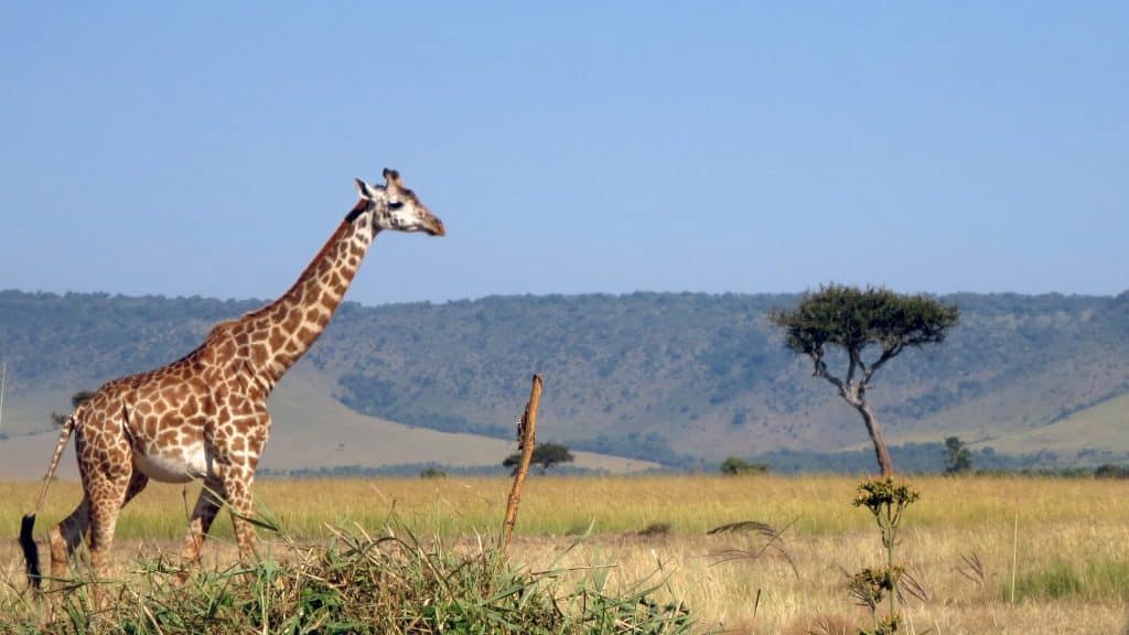 Giraf op open grasvlakte in Masai Mara, Kenia