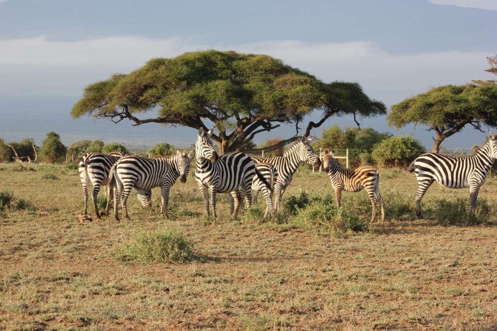 Groep zebra’s op savanne in Kenia