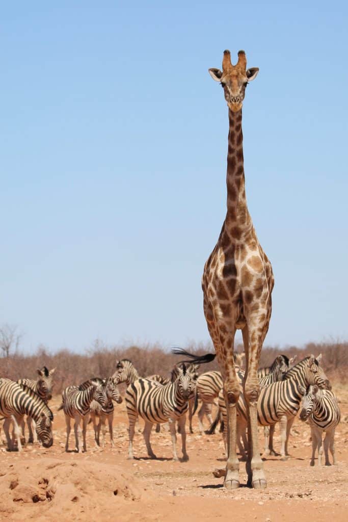 Giraffe en zebra’s in Etosha National Park, Namibië