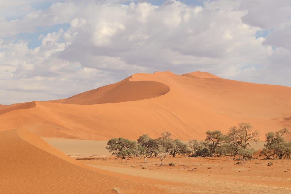 Rode zandduinen en bomen in Namibië