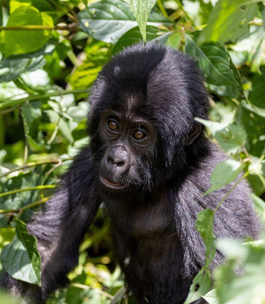Jonge berggorilla tussen bladeren in Bwindi, Oeganda