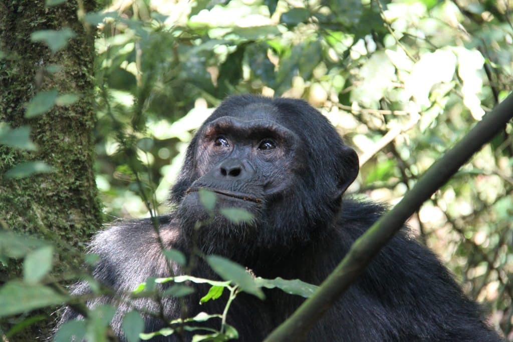 Chimpansee in dicht bos van Kibale, Oeganda
