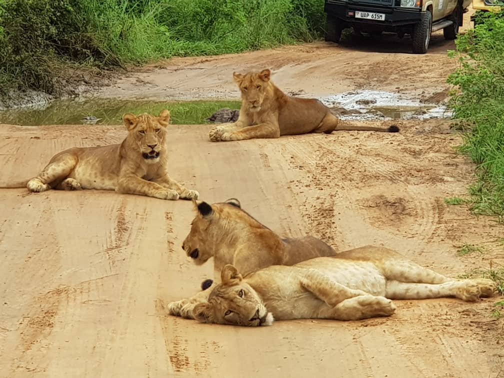 Groep leeuwen op zandweg in Queen Elizabeth Park, Oeganda