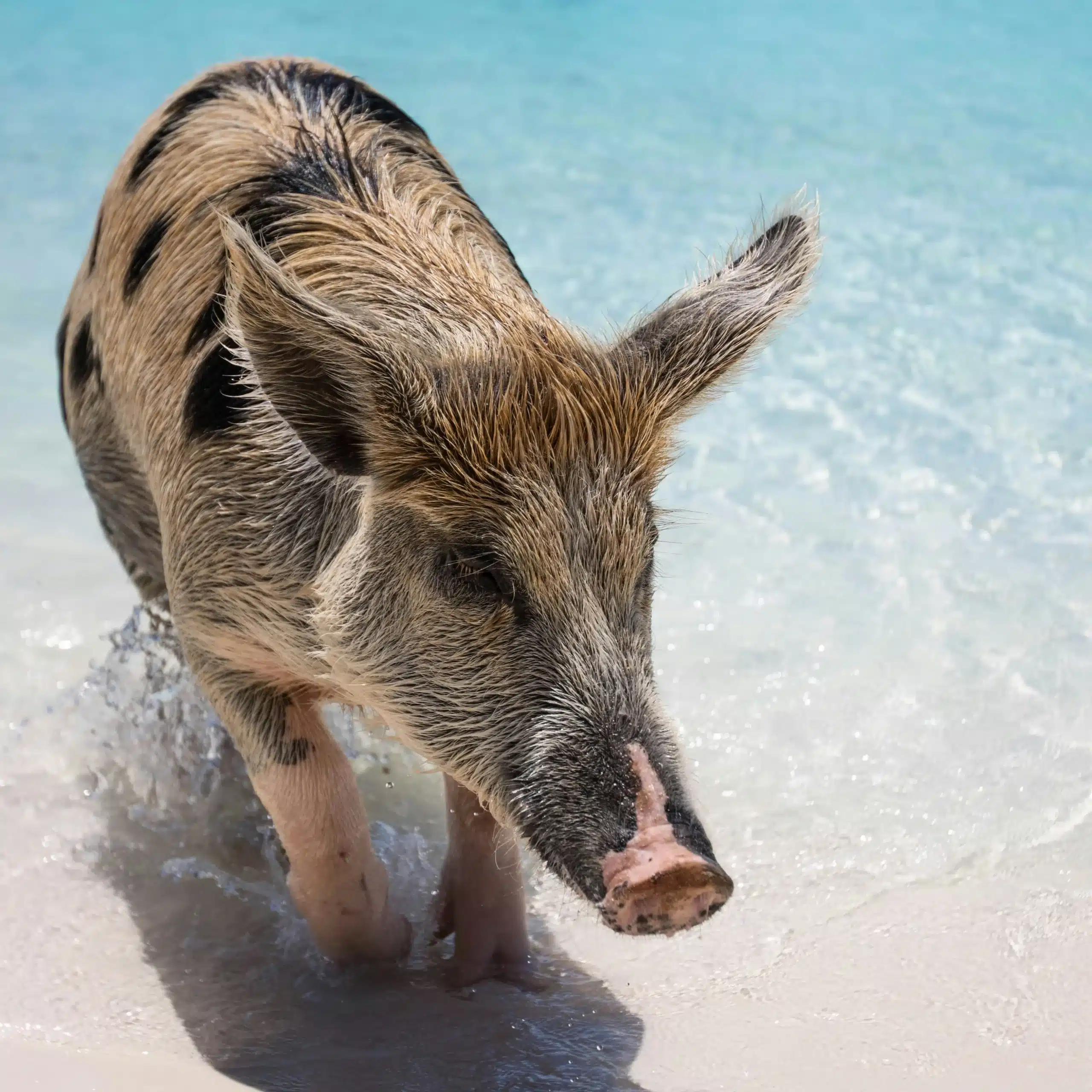 pig beach bahama's