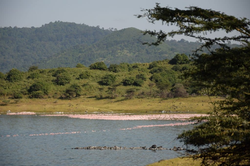 Flamingo’s in een meer omringd door heuvels in Tanzania