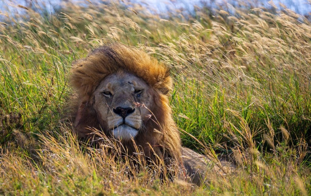 Leeuw ligt in hoog gras in Serengeti, Tanzania
