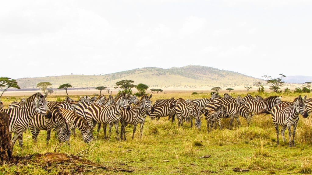 Grote groep zebra’s op de savanne in Tanzania