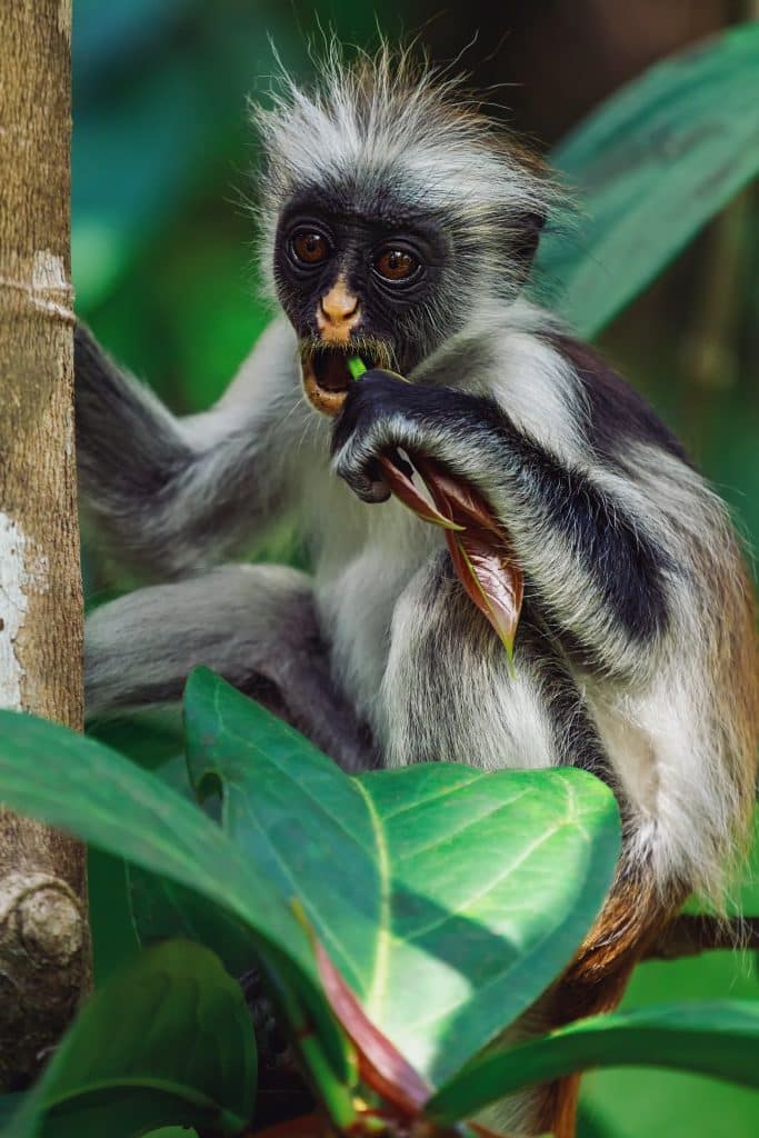 Roodfranjeaap eet bladeren in Jozani Forest, Tanzania | rondreis tanzania