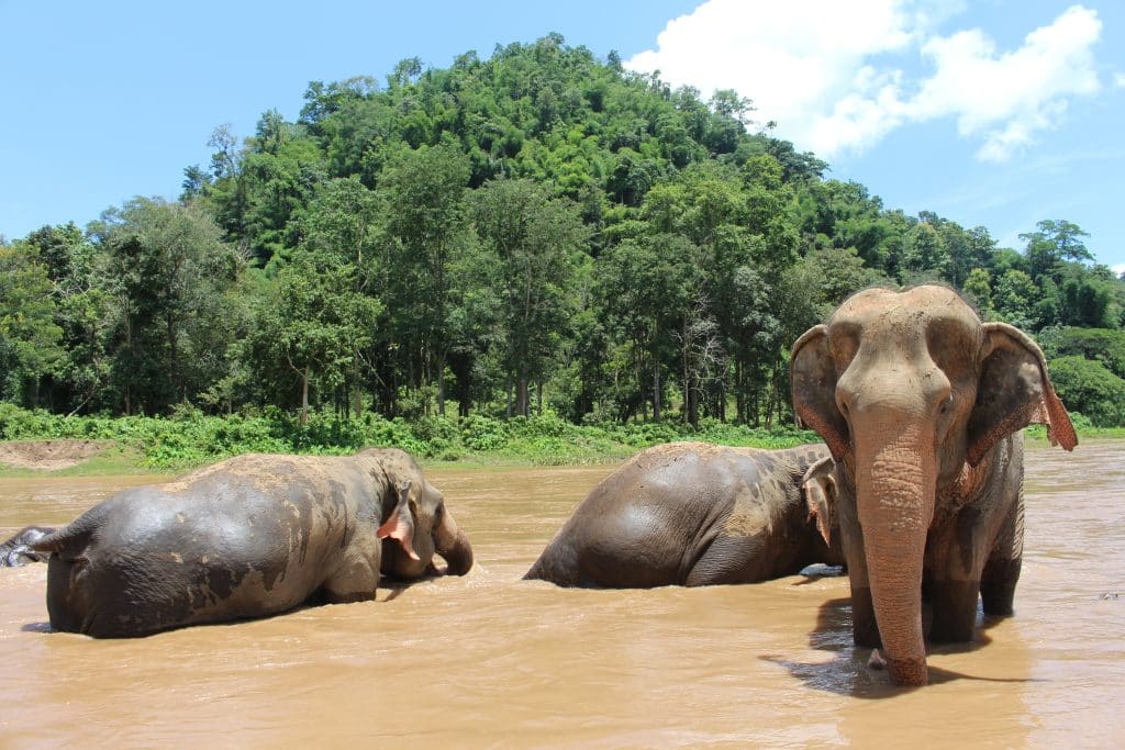 Drie olifanten baden in rivier bij Chiang Mai