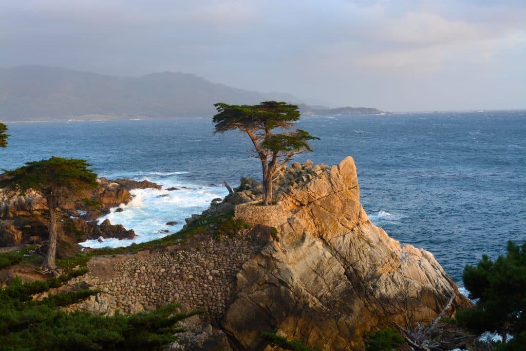 Boom op rots aan kustlijn in Californië
