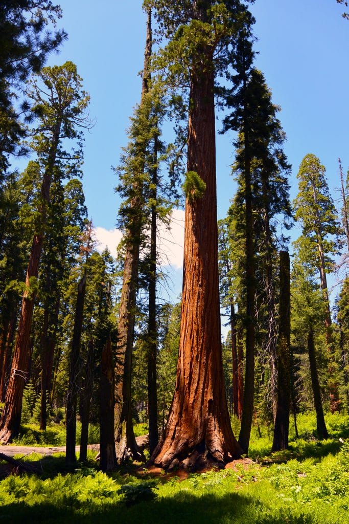 Hoge sequoiabomen in bosgebied, Californië