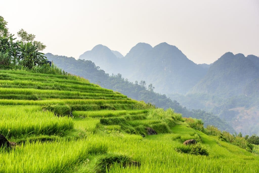 Groene rijstterrassen in Vietnam met heuvels