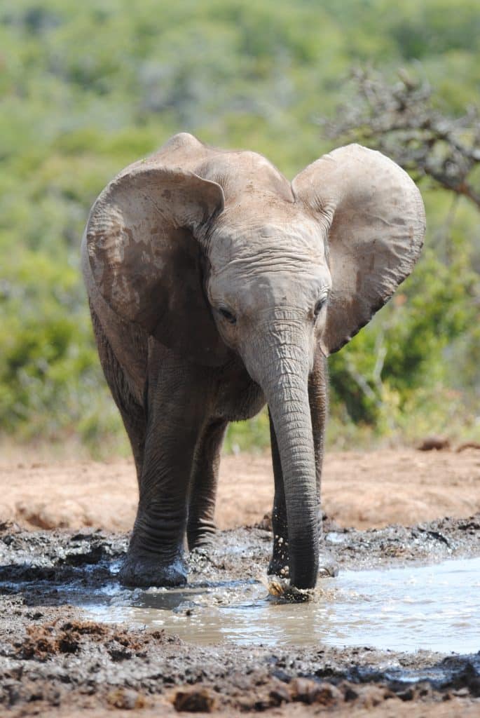 Jonge olifant bij waterpoel in Addo, Zuid-Afrika