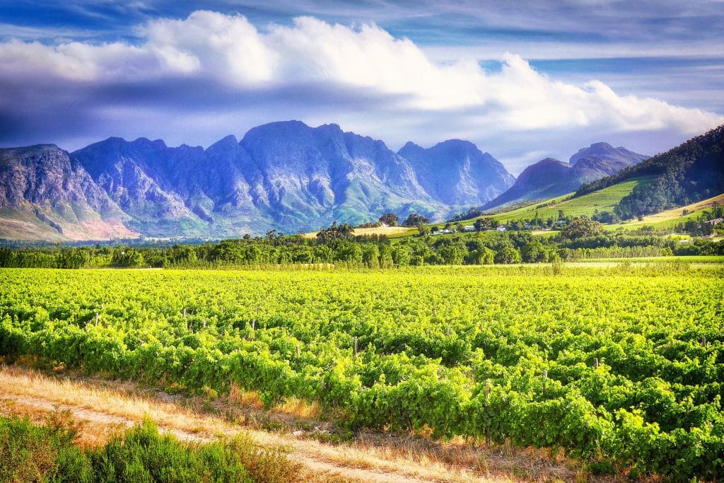 Wijngaarden met bergen op achtergrond bij Stellenbosch