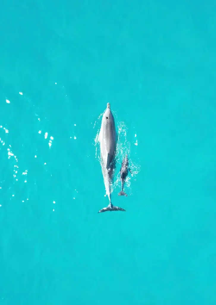 Twee dolfijnen zwemmen in helder water in Australië | australië per camper
